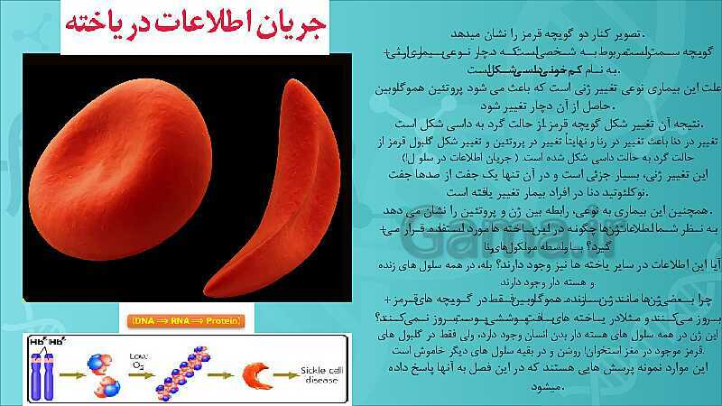 پاورپوینت تدریس زیست شناسی سال دوازدهم | فصل 2: جریان اطلاعات در یاخته- پیش نمایش