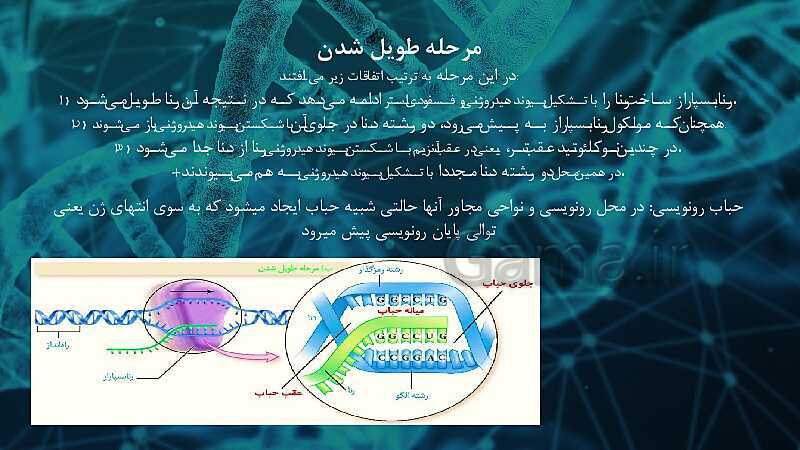 پاورپوینت تدریس زیست شناسی سال دوازدهم | فصل 2: جریان اطلاعات در یاخته- پیش نمایش