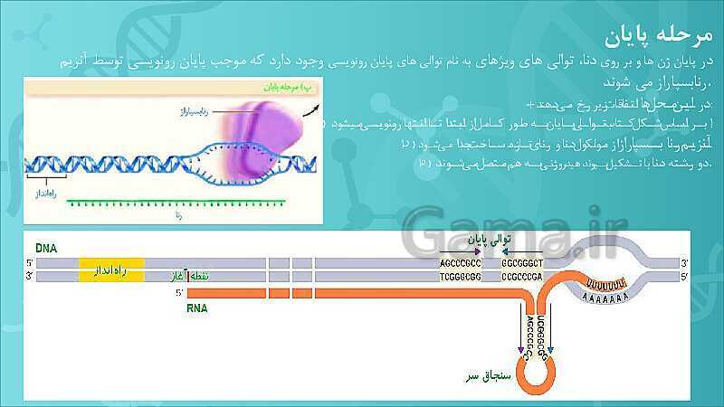 پاورپوینت تدریس زیست شناسی سال دوازدهم | فصل 2: جریان اطلاعات در یاخته- پیش نمایش