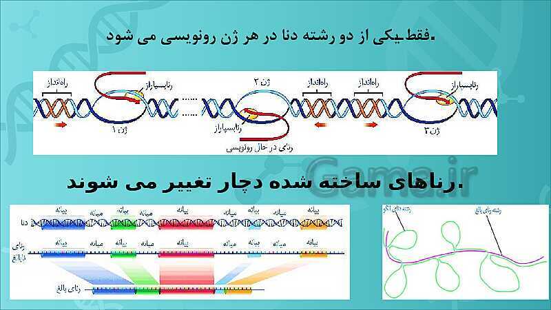 پاورپوینت تدریس زیست شناسی سال دوازدهم | فصل 2: جریان اطلاعات در یاخته- پیش نمایش