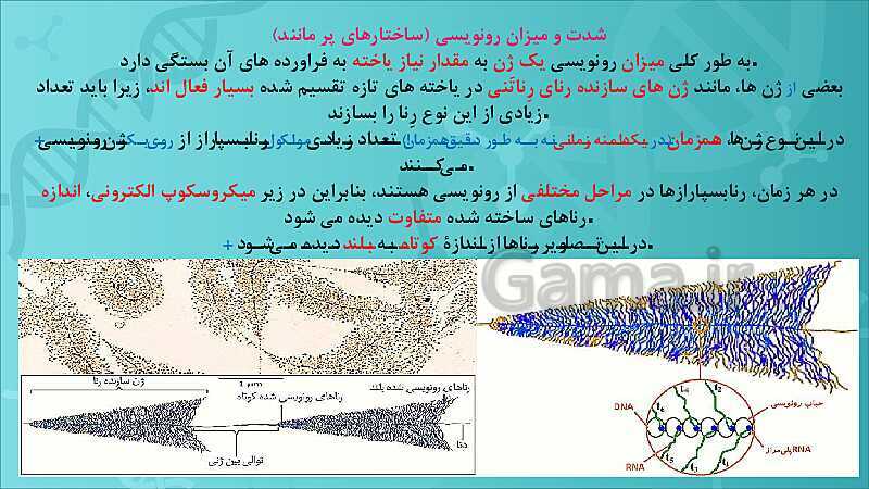 پاورپوینت تدریس زیست شناسی سال دوازدهم | فصل 2: جریان اطلاعات در یاخته- پیش نمایش