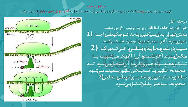 پاورپوینت تدریس زیست شناسی سال دوازدهم | فصل 2: جریان اطلاعات در یاخته- پیش نمایش