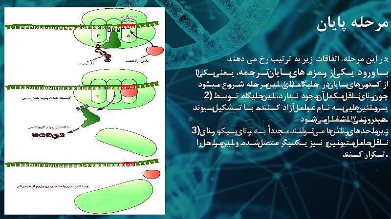 پاورپوینت تدریس زیست شناسی سال دوازدهم | فصل 2: جریان اطلاعات در یاخته- پیش نمایش