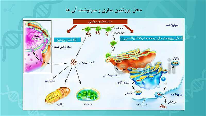 پاورپوینت تدریس زیست شناسی سال دوازدهم | فصل 2: جریان اطلاعات در یاخته- پیش نمایش