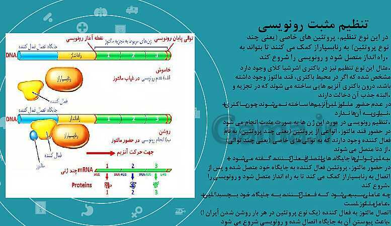 پاورپوینت تدریس زیست شناسی سال دوازدهم | فصل 2: جریان اطلاعات در یاخته- پیش نمایش