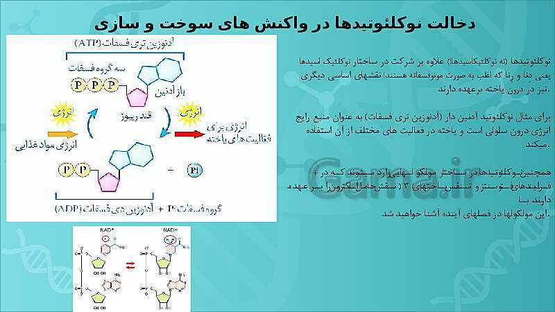 پاورپوینت تدریس زیست شناسی سال دوازدهم |  فصل 1: مولکول‌های اطلاعاتی- پیش نمایش