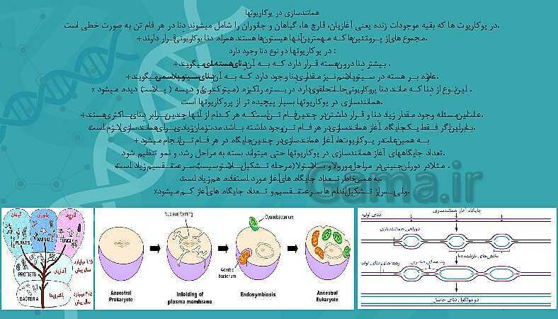 پاورپوینت تدریس زیست شناسی سال دوازدهم |  فصل 1: مولکول‌های اطلاعاتی- پیش نمایش