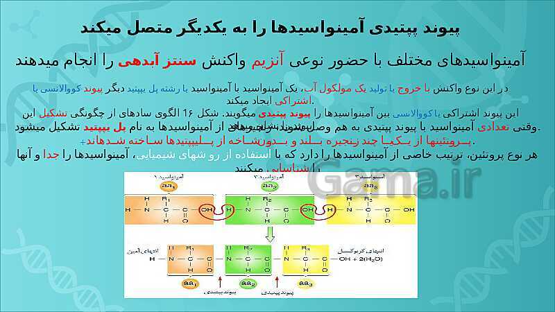 پاورپوینت تدریس زیست شناسی سال دوازدهم |  فصل 1: مولکول‌های اطلاعاتی- پیش نمایش