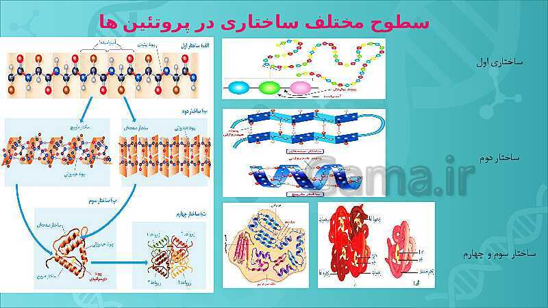 پاورپوینت تدریس زیست شناسی سال دوازدهم |  فصل 1: مولکول‌های اطلاعاتی- پیش نمایش