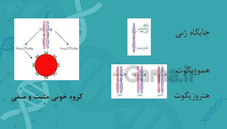 پاورپوینت تدریس زیست شناسی سال دوازدهم | فصل 3: انتقال اطلاعات در نسل‌ها- پیش نمایش