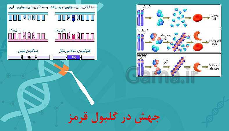 پاورپوینت تدریس زیست شناسی سال دوازدهم | فصل 4: تغییر در اطلاعات وراثتی- پیش نمایش