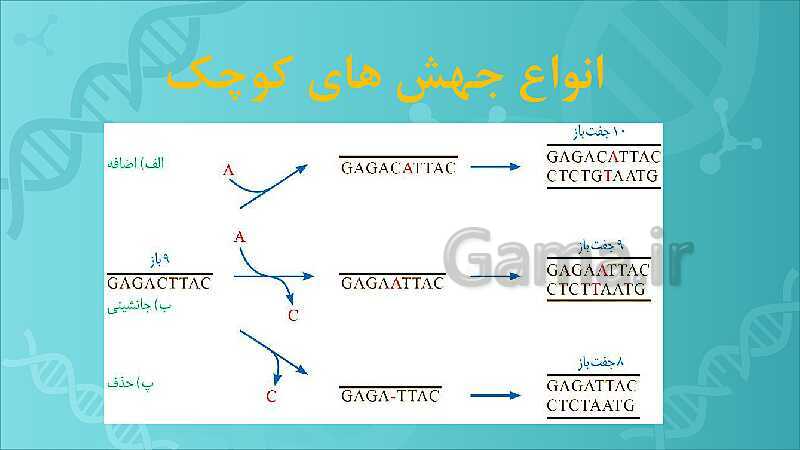 پاورپوینت تدریس زیست شناسی سال دوازدهم | فصل 4: تغییر در اطلاعات وراثتی- پیش نمایش