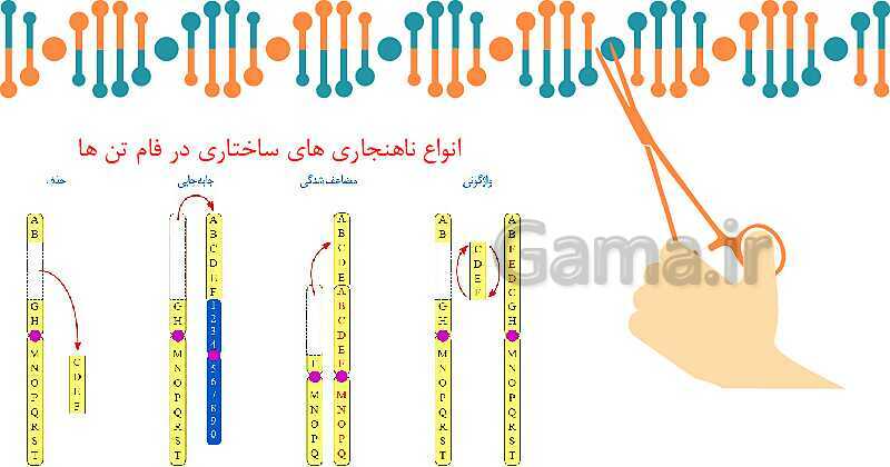 پاورپوینت تدریس زیست شناسی سال دوازدهم | فصل 4: تغییر در اطلاعات وراثتی- پیش نمایش