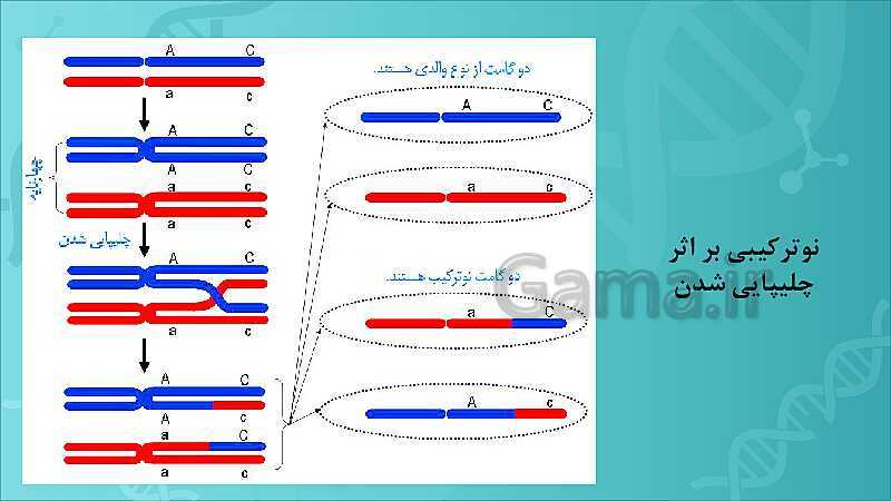 پاورپوینت تدریس زیست شناسی سال دوازدهم | فصل 4: تغییر در اطلاعات وراثتی- پیش نمایش