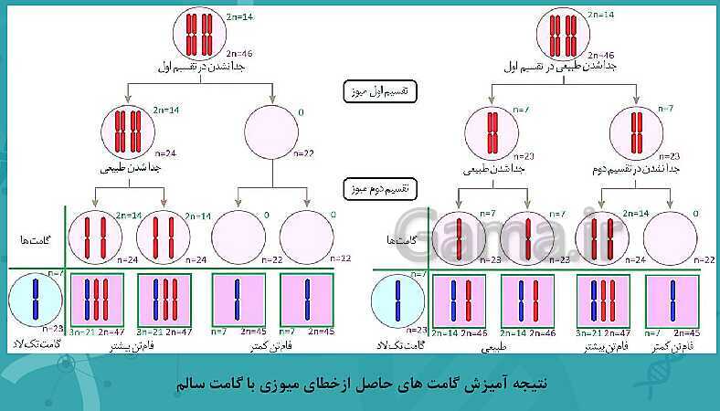 پاورپوینت تدریس زیست شناسی سال دوازدهم | فصل 4: تغییر در اطلاعات وراثتی- پیش نمایش