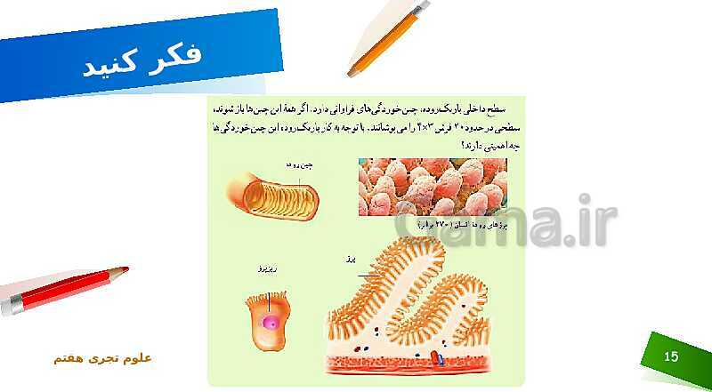 پاورپوینت تدریس علوم پایه‌ی هفتم | فصل 13: سفر غذا- پیش نمایش