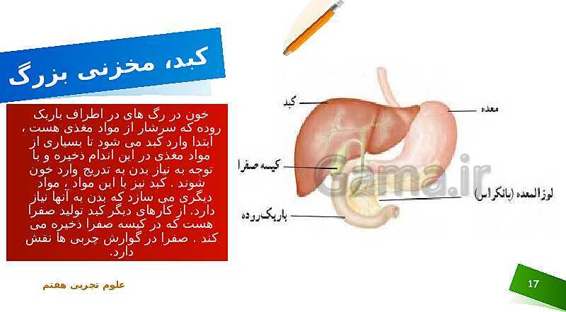 پاورپوینت تدریس علوم پایه‌ی هفتم | فصل 13: سفر غذا- پیش نمایش