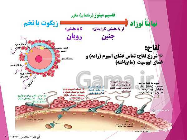 پاورپوینت زیست شناسی یازدهم تجربی | فصل 7: تولید مثل (گفتار 3: رشد و نمو جنین)- پیش نمایش
