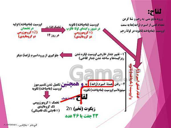 پاورپوینت زیست شناسی یازدهم تجربی | فصل 7: تولید مثل (گفتار 3: رشد و نمو جنین)- پیش نمایش