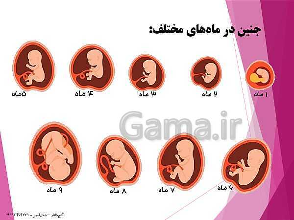 پاورپوینت زیست شناسی یازدهم تجربی | فصل 7: تولید مثل (گفتار 3: رشد و نمو جنین)- پیش نمایش