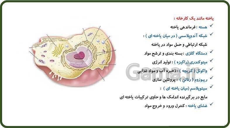 پاورپوینت آموزش با روش نقشه ذهنی (مایندمپ) فصل 11: یاخته و سازمان بندی آن- پیش نمایش