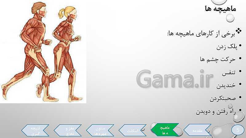 پاورپوینت تدریس درس 5: حرکت بدن (دستگاههای ماهیچه‌ای، اسکلتی و عصبی)- پیش نمایش