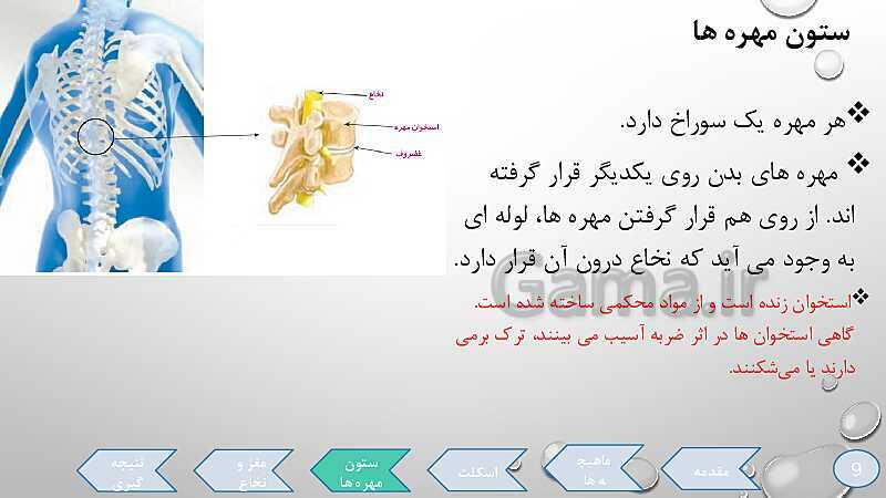 پاورپوینت تدریس درس 5: حرکت بدن (دستگاههای ماهیچه‌ای، اسکلتی و عصبی)- پیش نمایش