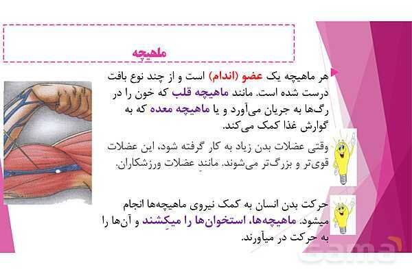 پاورپوینت تدریس درس 5: حرکت بدن (دستگاههای ماهیچه‌ای، اسکلتی و عصبی) - پیش نمایش