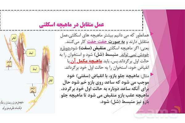 پاورپوینت تدریس درس 5: حرکت بدن (دستگاههای ماهیچه‌ای، اسکلتی و عصبی) - پیش نمایش