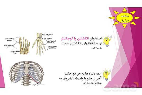 پاورپوینت تدریس درس 5: حرکت بدن (دستگاههای ماهیچه‌ای، اسکلتی و عصبی) - پیش نمایش