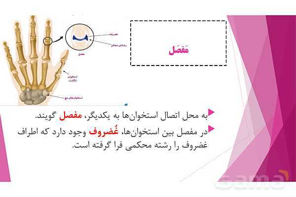 پاورپوینت تدریس درس 5: حرکت بدن (دستگاههای ماهیچه‌ای، اسکلتی و عصبی) - پیش نمایش