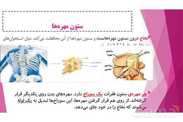 پاورپوینت تدریس درس 5: حرکت بدن (دستگاههای ماهیچه‌ای، اسکلتی و عصبی) - پیش نمایش