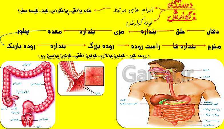 پاورپوینت آموزش کتاب درسی زیست شناسی دهم |  فصل 2: گوارش و جذب مواد- پیش نمایش