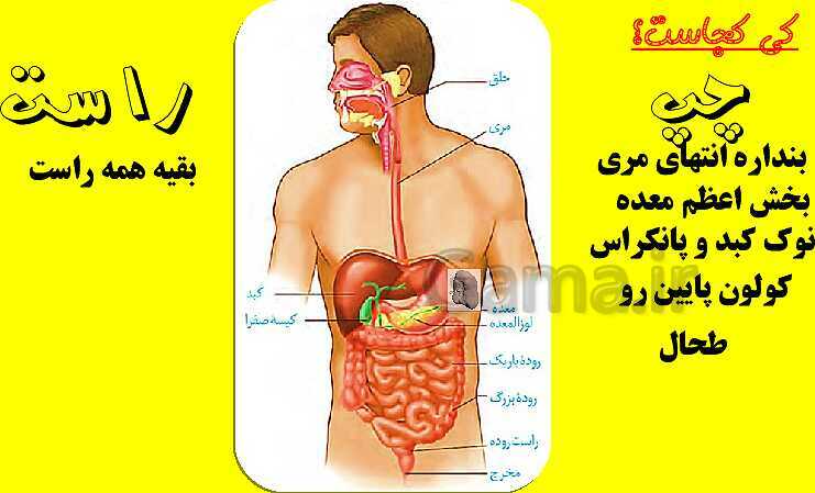 پاورپوینت آموزش کتاب درسی زیست شناسی دهم |  فصل 2: گوارش و جذب مواد- پیش نمایش