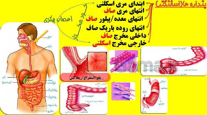 پاورپوینت آموزش کتاب درسی زیست شناسی دهم |  فصل 2: گوارش و جذب مواد- پیش نمایش