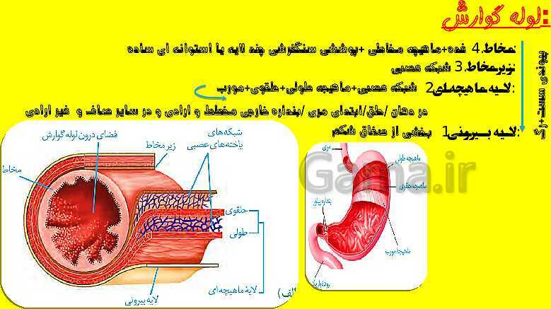 پاورپوینت آموزش کتاب درسی زیست شناسی دهم |  فصل 2: گوارش و جذب مواد- پیش نمایش