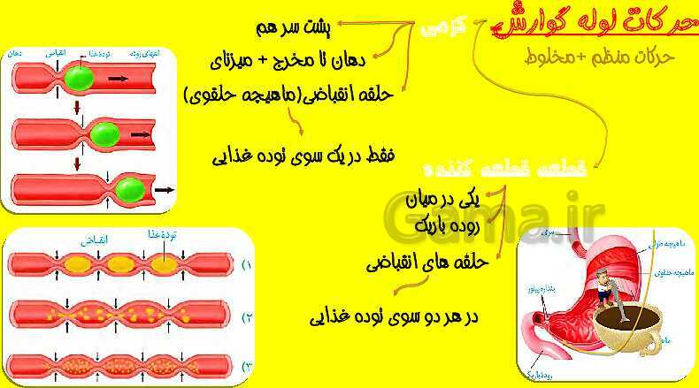 پاورپوینت آموزش کتاب درسی زیست شناسی دهم |  فصل 2: گوارش و جذب مواد- پیش نمایش