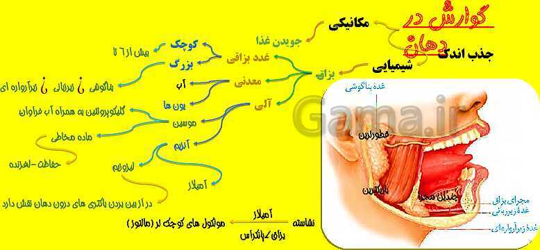 پاورپوینت آموزش کتاب درسی زیست شناسی دهم |  فصل 2: گوارش و جذب مواد- پیش نمایش