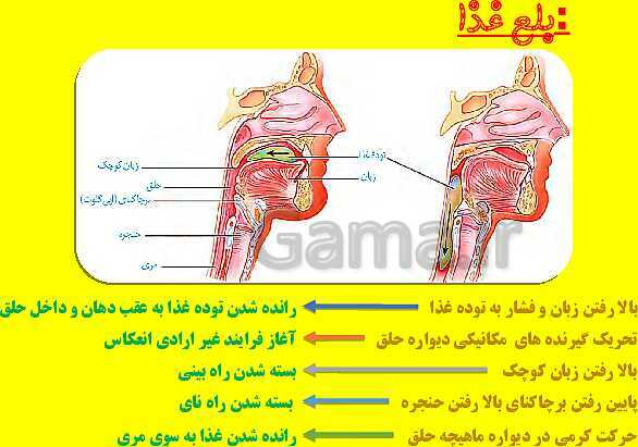 پاورپوینت آموزش کتاب درسی زیست شناسی دهم |  فصل 2: گوارش و جذب مواد- پیش نمایش