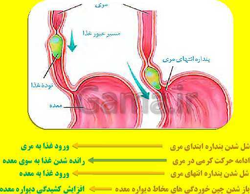 پاورپوینت آموزش کتاب درسی زیست شناسی دهم |  فصل 2: گوارش و جذب مواد- پیش نمایش