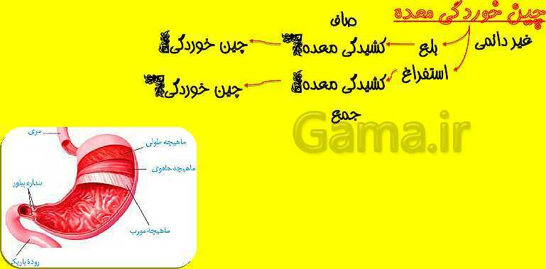 پاورپوینت آموزش کتاب درسی زیست شناسی دهم |  فصل 2: گوارش و جذب مواد- پیش نمایش