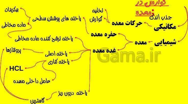 پاورپوینت آموزش کتاب درسی زیست شناسی دهم |  فصل 2: گوارش و جذب مواد- پیش نمایش