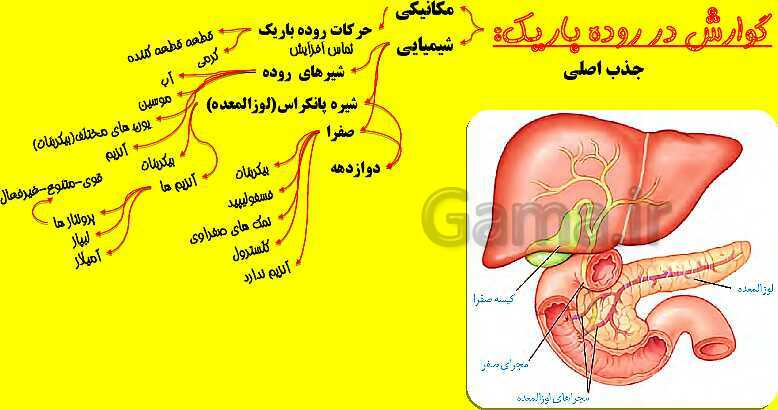 پاورپوینت آموزش کتاب درسی زیست شناسی دهم |  فصل 2: گوارش و جذب مواد- پیش نمایش