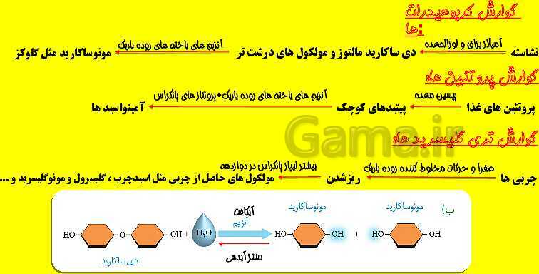 پاورپوینت آموزش کتاب درسی زیست شناسی دهم |  فصل 2: گوارش و جذب مواد- پیش نمایش