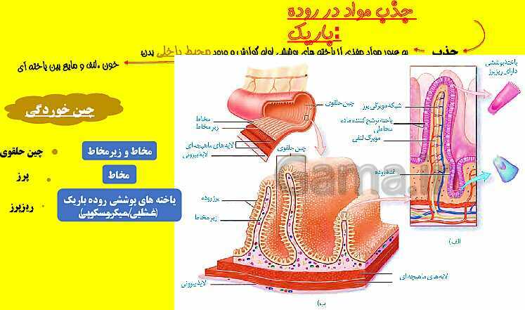 پاورپوینت آموزش کتاب درسی زیست شناسی دهم |  فصل 2: گوارش و جذب مواد- پیش نمایش