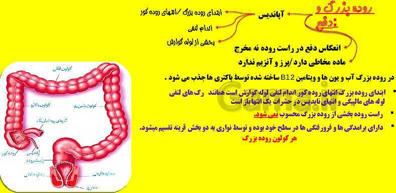 پاورپوینت آموزش کتاب درسی زیست شناسی دهم |  فصل 2: گوارش و جذب مواد- پیش نمایش