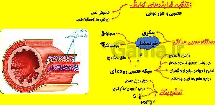 پاورپوینت آموزش کتاب درسی زیست شناسی دهم |  فصل 2: گوارش و جذب مواد- پیش نمایش