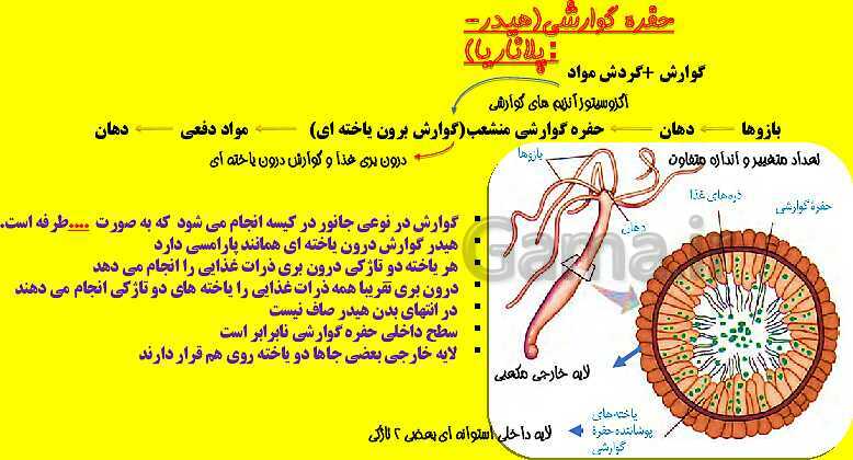 پاورپوینت آموزش کتاب درسی زیست شناسی دهم |  فصل 2: گوارش و جذب مواد- پیش نمایش