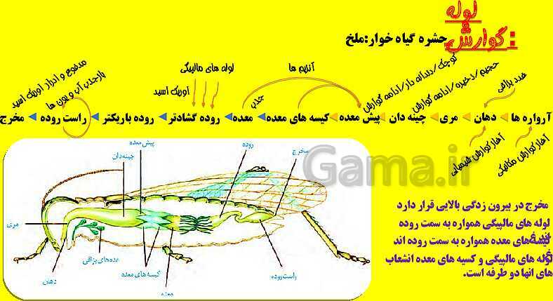 پاورپوینت آموزش کتاب درسی زیست شناسی دهم |  فصل 2: گوارش و جذب مواد- پیش نمایش