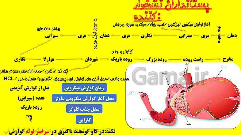 پاورپوینت آموزش کتاب درسی زیست شناسی دهم |  فصل 2: گوارش و جذب مواد- پیش نمایش